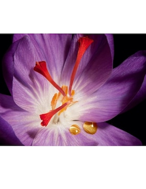 Crema facial recomendada para prevenir signos de la edad día y noche Yves Saint Laurent Or Rouge Crème Riche para todo tipo piel