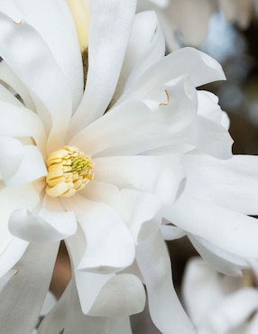 Eau de parfum Estée Lauder Beautiful Magnolia para mujer