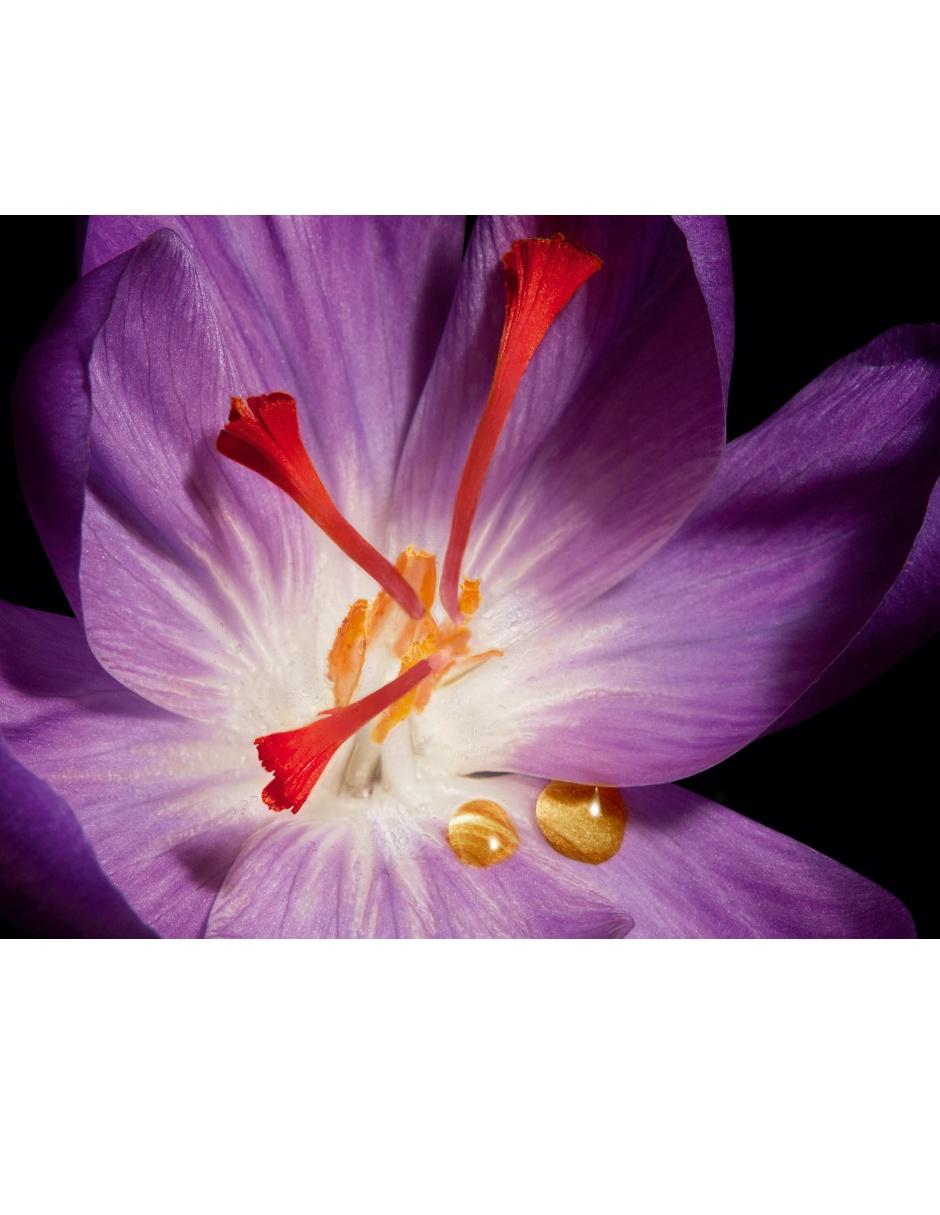 Crema facial recomendada para prevenir signos de la edad día y noche Or Rouge Crème para todo tipo piel 3