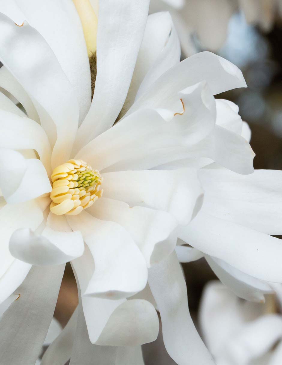Eau de parfum Beautiful Magnolia para mujer 4